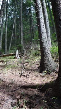 Uzun ağaçlar ve benekli güneş ışığıyla huzurlu orman manzarası.