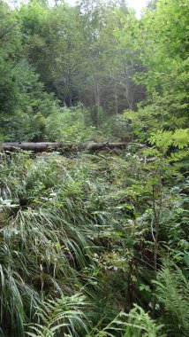 Yoğun yeşillik ve düşmüş kütüklerle yemyeşil orman manzarası doğal, sakin bir ortam yaratıyor..
