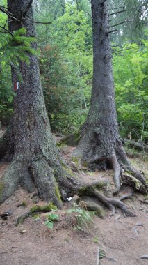 Görkemli ikiz ağaç gövdeleri yemyeşil bir ormanda kökleri açıkta duruyor..