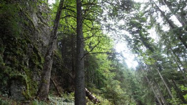 Uzun ağaçlar ve gölgelikten süzülen güneş ışığı ile yemyeşil orman..