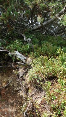 Serin bir ormanda yemyeşil ve kıvrık dallar.