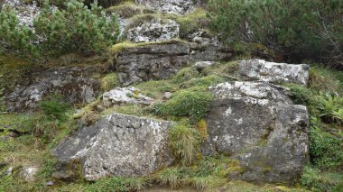 Moss-covered rocks and lush greenery create a serene natural landscape. clipart