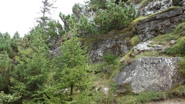 Kayalık arazili yemyeşil orman manzarası ve canlı çam ağaçları.