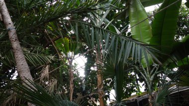 Canlı yeşil palmiye yaprakları ve sakin doğal atmosferi olan gür tropikal yapraklar..