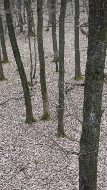 Sakin orman yolu sisli bir günde yapraklarla kaplı..