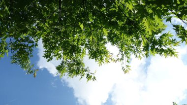 Tüylü beyaz bulutlu, parlak mavi gökyüzüne karşı yemyeşil yapraklar..