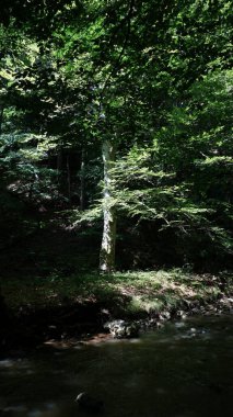 Sakin bir dere kenarındaki yemyeşil ağaçların arasından süzülen güneş ışığıyla sakin bir orman manzarası..