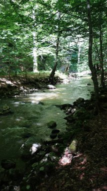 Serene orman deresi, yemyeşil ağaçların altında yavaşça akıyor..