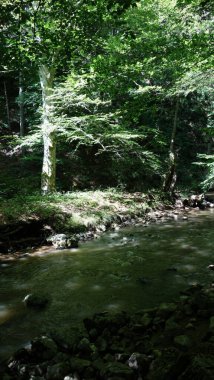 Huzurlu orman deresi, yemyeşil ağaçların ve kayaların arasında sessizce akıyor..