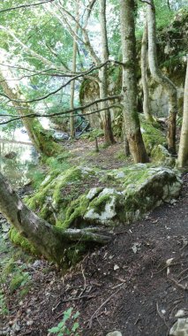 Sakin orman yolu, yosun kaplı kayalar, sakin bir derenin yanında..