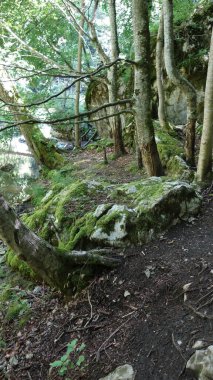 Serene forest path lined with moss-covered rocks and towering trees in a tranquil woodland setting. clipart