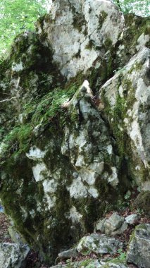 Lush green moss covering rugged rocks in a forested area, showcasing natural beauty and tranquility. clipart