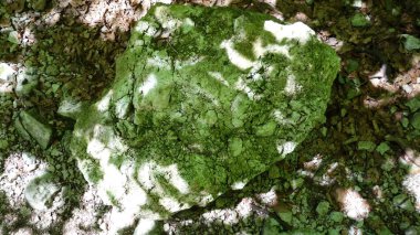 Orman zeminindeki döküntülerle çevrili güneş lekeli yosunlu kayalar..