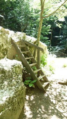 Wooden ladder leaning against a rocky hillside in a sunlit forest. clipart