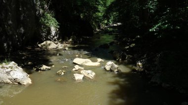 Serene forest stream flowing through rocks, dappled sunlight creating a tranquil atmosphere. clipart