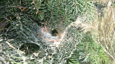 Bir örümceğin detaylı bir yakın çekimi. Karmaşık ağıyla çam iğnelerinin arasına gizlenmiş..