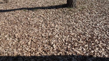 Sonbaharda ağacın altında kurumuş yaprak halısı.