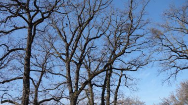 Çıplak dallar açık mavi gökyüzüne doğru uzanıyor..