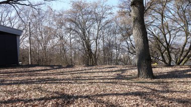 Kışın çıplak ağaçlarla sakin bir park..