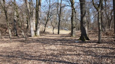 Sonbaharda yaprakların döküldüğü manzaralı orman yolu..