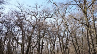 Yapraksız orman ağaçları berrak bir kış gökyüzüne karşı