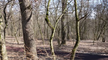 Sakin, güneşli bir ormanda yapraksız ağaçlar.