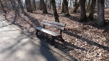 Sakin bir sonbahar ormanında yapayalnız bir bank..