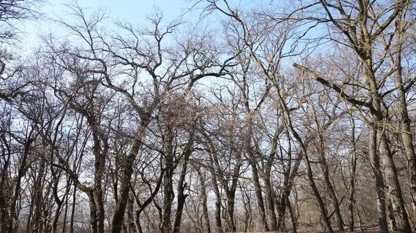 Yapraksız orman ağaçları berrak bir kış gökyüzüne karşı