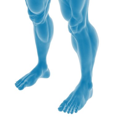 İnsan bacakları ve anatomisinin 3 boyutlu çizimi