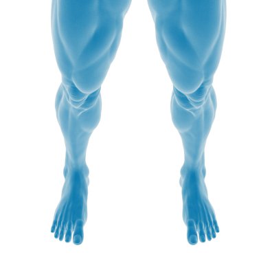 Kas alt vücut anatomisinin 3 boyutlu çizimi.