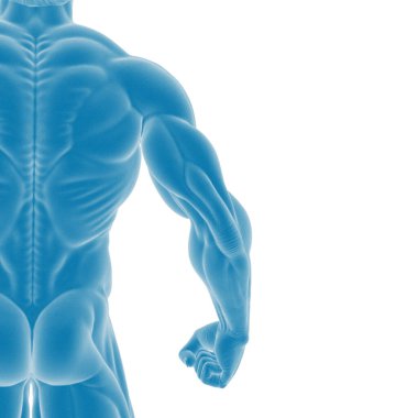 Kas yapıcı insan anatomisinin 3 boyutlu canlandırması