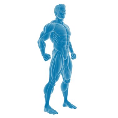 Mavili erkek kas anatomisinin dijital 3D modeli.