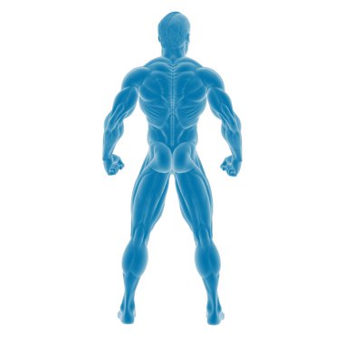 Mavi 3D erkek anatomik kas modeli, dikiz açısı