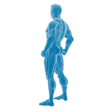 Erkek kas anatomisi yapısının 3 boyutlu çizimi.