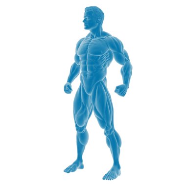 Kaslı bir erkek figürünün dijital anatomisi.