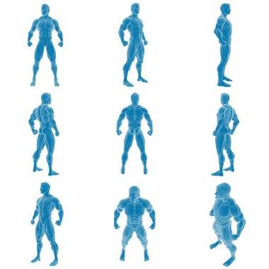 Erkek kas anatomisinin 3 boyutlu görüntüsü