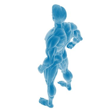 Mavili erkek kas anatomisinin 3 boyutlu canlandırması