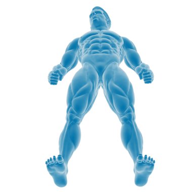 Mavi kaslı anatomi modeli düşük açılı.