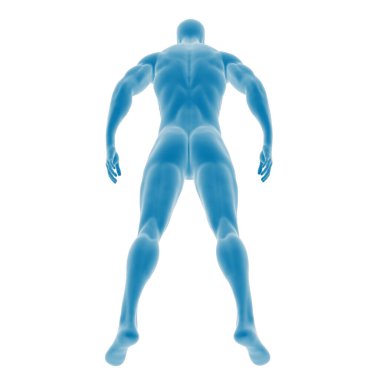 Bir erkek anatomisi modelinin 3 boyutlu canlandırması.