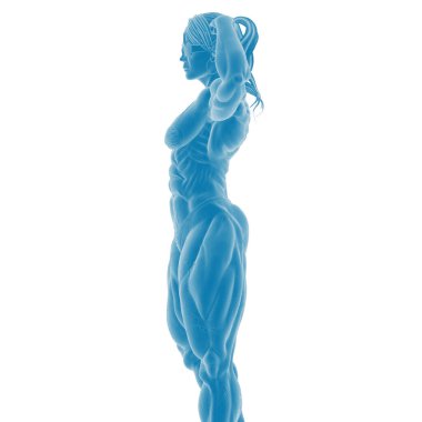 Kadın kas sisteminin 3 boyutlu anatomik çizimi
