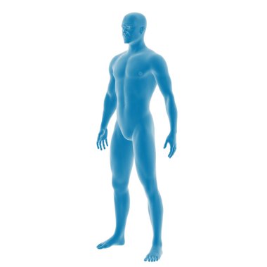 Mavi erkek anatomisi modelinin 3D görüntüsü