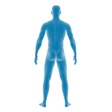 Mavi bir erkek anatomisinin 3 boyutlu canlandırması.