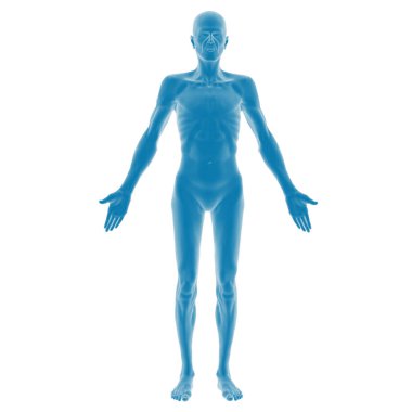 3 boyutlu insan erkek anatomisi modeli.