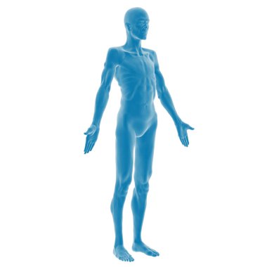 İnsan erkek anatomisi modelinin 3 boyutlu canlandırması.