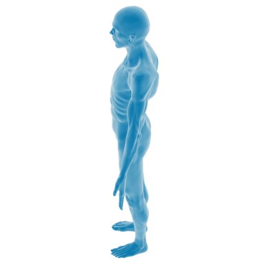Mavili Erkek İnsan Anatomisinin 3B Hazırlanması