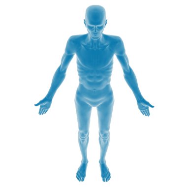 Bir erkek anatomik figürünün 3 boyutlu canlandırması