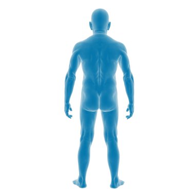 Mavi tonda insan anatomisinin 3 boyutlu modeli