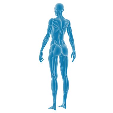 Erkek kas sistemi anatomisinin 3 boyutlu çizimi