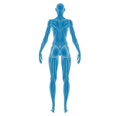 Mavi bir insan kas anatomisi modelinin arka görüntüsü