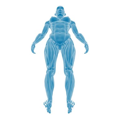 Mavi tonlarda dijital insan anatomisi çizimi